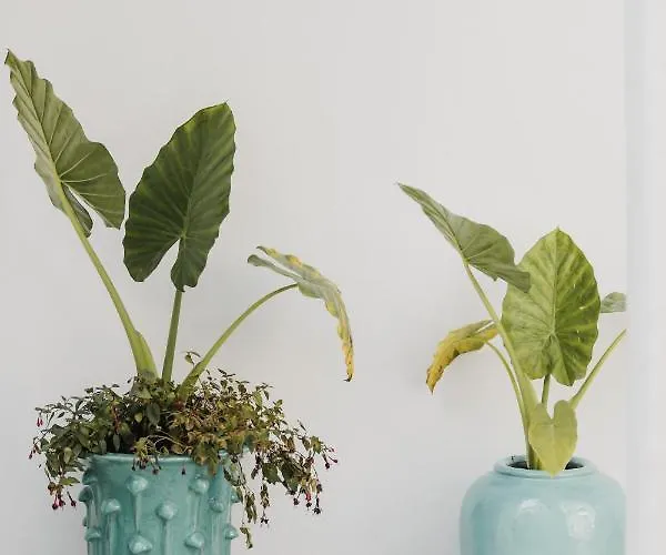 Lot Boutique By And Preference 티라나